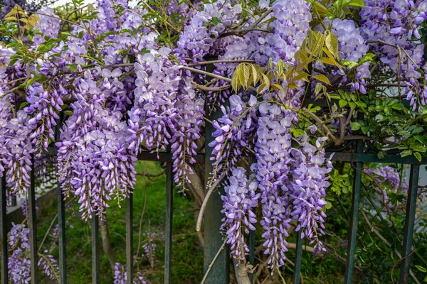 Çiçek açan menekşe salkım salkımı Sinensis. Asılan yarışlarda kokulu, klasik mor çiçekli güzel bir ağaç. Mavi Çin Glisinyası, Fabaceae familyasından bir bitki türü..