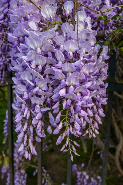Kvetoucí Fialová Wisteria Sinensis Krásný Rozmnožovací Strom Voňavými Klasickými Fialovými — Stock fotografie