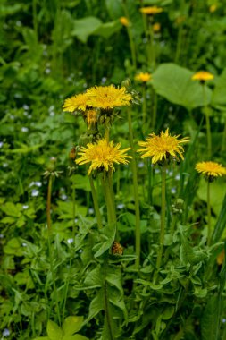 Sarı karahindiba çiçekleri. Sarı karahindiba ve kır çiçeklerinin güzel manzarası. Güzel sarı çiçek açan karahindibaların seçici odağı. .