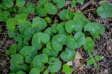 Çiçek asarum europaeum, yabani zencefil veya fındık otu, bahar ormanlarında makro, seçici odak, sığ DOF. Avrupa kopyası zehirli bir bitkidir. Eskiden halk tıbbında kullanılırdı.