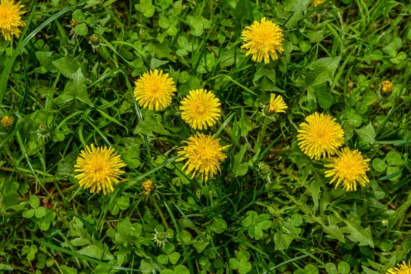 黄色のタンポポの花フィールド内の黄色のタンポポや野の花の美しい景色 美しい明るい黄色の開花タンポポの選択的な焦点 — ストック写真