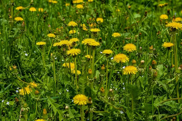 Fiori Tarassaco Gialli Bella Vista Denti Leone Gialli Fiori Selvatici — Foto Stock