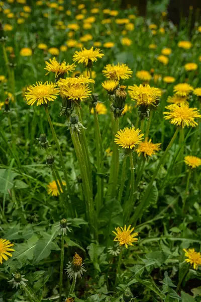 Gelbe Löwenzahnblumen Schöne Aussicht Auf Gelbe Löwenzahne Und Wildblumen Einem — Stockfoto