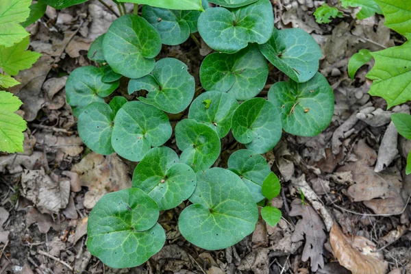 Kwiat Asarum Europaeum Dziki Imbir Lub Leszczyna Makro Lesie Wiosennym — Zdjęcie stockowe