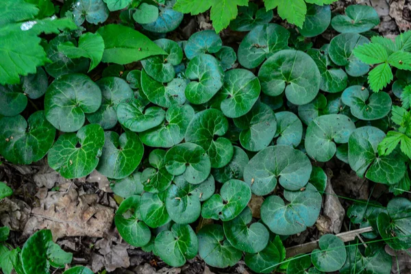 Άνθος Asarum Europaeum Άγριο Τζίντζερ Φουντουκιά Μακροεντολή Στο Δάσος Άνοιξη — Φωτογραφία Αρχείου