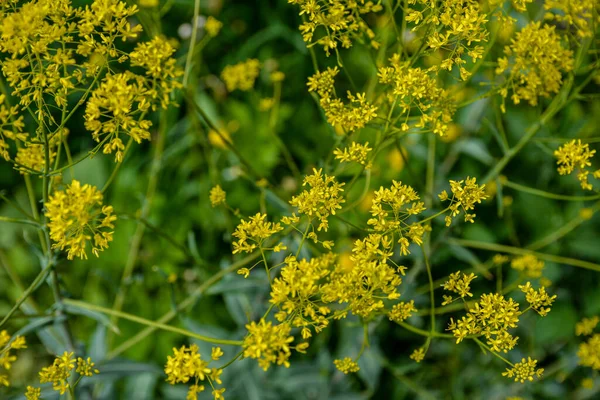 Die Honighaltige Pflanze Färberwaid Isatis Tinctoria Blüht Wunderschön Frühlingsgarten Selektive — Stockfoto