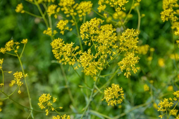 Μελισσοκομικό Φυτό Woad Isatis Tinctoria Ανθίζει Όμορφα Στον Ανοιξιάτικο Κήπο — Φωτογραφία Αρχείου