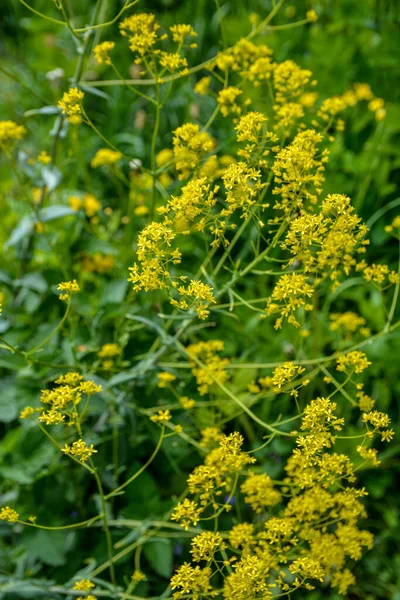 Jarní Zahradě Krásně Kvete Medonosná Rostlina Woad Isatis Tinctoria Selektivní — Stock fotografie