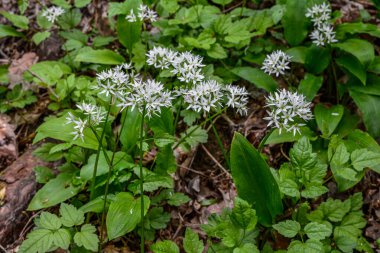 Ramson (yabani pırasa) ya da çiçek mevsiminde yabani sarımsak, doğada güzel beyaz çiçekler, doğal botanik arka plan .