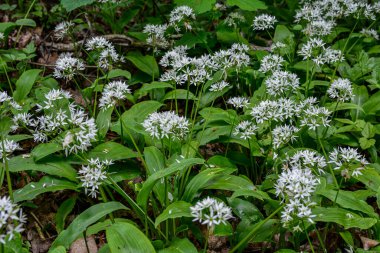 Ramson (yabani pırasa) ya da çiçek mevsiminde yabani sarımsak, doğada güzel beyaz çiçekler, doğal botanik arka plan .