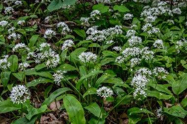 Ramson (yabani pırasa) ya da çiçek mevsiminde yabani sarımsak, doğada güzel beyaz çiçekler, doğal botanik arka plan .