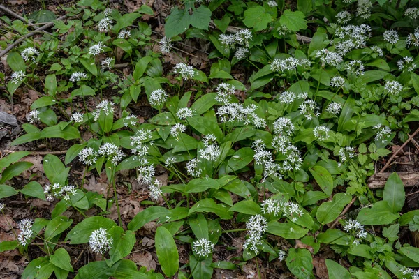 Ramson Poireau Sauvage Ail Sauvage Pendant Saison Floraison Belles Fleurs — Photo