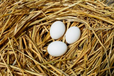 Pipet Farm yumurtasındaki taze tavuk yumurtaları. Yakından bakıldığında derisi pürüzlü, koyu kahverengi lekeli. Yumurtalar vitamin, fosfor ve çinko içerir..