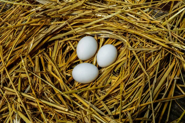 Świeże Jaja Kurze Słomce Farm Jaj Skóry Gdy Oglądane Bliska — Zdjęcie stockowe