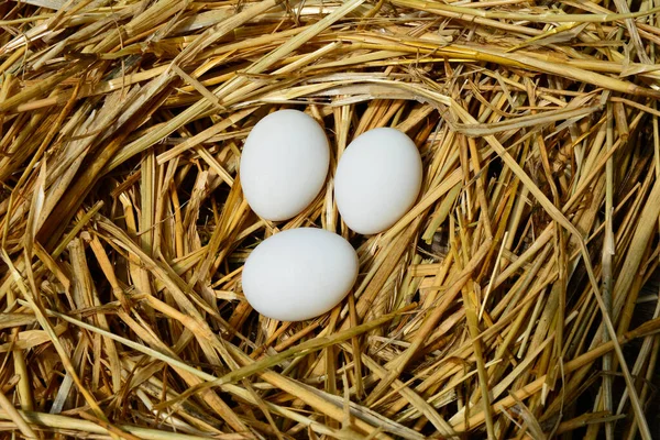 Świeże Jaja Kurze Słomce Farm Jaj Skóry Gdy Oglądane Bliska — Zdjęcie stockowe