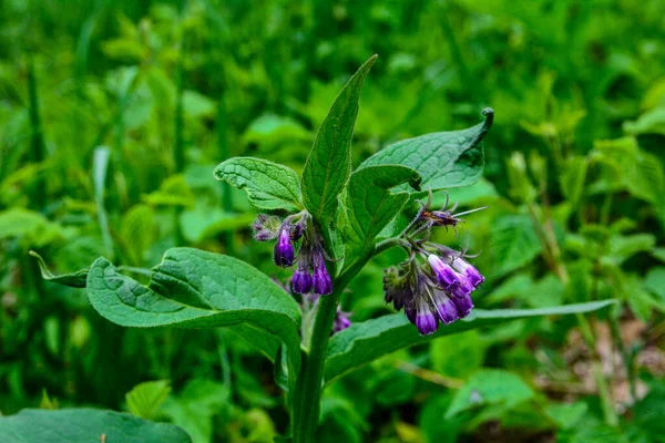 Weide Onder Wilde Kruiden Bloeit Comfrey Symphytum Officinale Weide Onder — Stockfoto