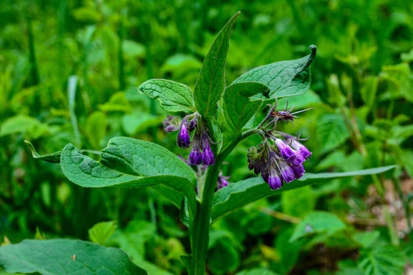 Réten Vadon Termő Fűszernövények Között Virágzik Comfrey Symphytum Officinale Réten — Stock Fotó