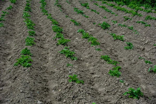 Картофельное Хозяйство Выращивание Ряды Холмов Почвой Удобренные Картофельные Растения Начале — стоковое фото