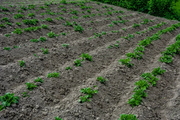 Картофельное Хозяйство Выращивание Ряды Холмов Почвой Удобренные Картофельные Растения Начале — стоковое фото