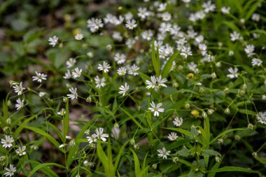 Doğal ortamda daha büyük dikişotu ve katkı maddesi olarak bilinen Rabelera holostea. Çiçekli daha büyük dikişotu Rabelera holostea, Syn. Stellaria sanal çay bitkileri vahşi doğada