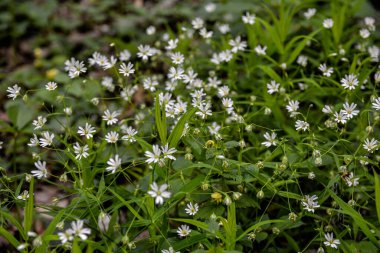 Doğal ortamda daha büyük dikişotu ve katkı maddesi olarak bilinen Rabelera holostea. Çiçekli daha büyük dikişotu Rabelera holostea, Syn. Stellaria sanal çay bitkileri vahşi doğada