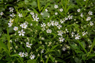 Doğal ortamda daha büyük dikişotu ve katkı maddesi olarak bilinen Rabelera holostea. Çiçekli daha büyük dikişotu Rabelera holostea, Syn. Stellaria sanal çay bitkileri vahşi doğada
