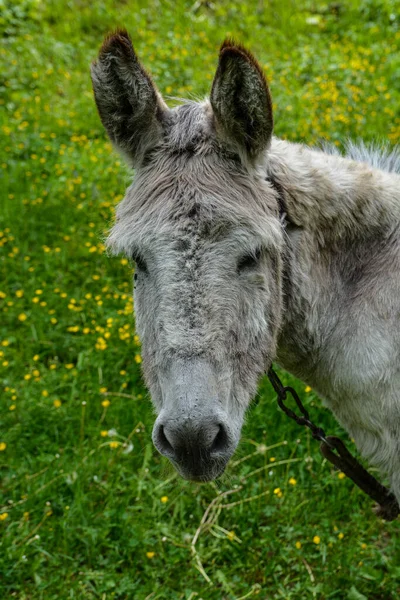 Primer Plano Burro Inocente Lindo Caminando Sobre Hierba Con Fondo —  Fotos de Stock