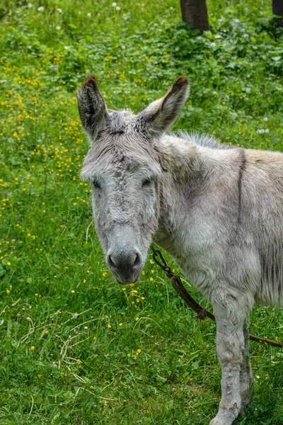 Closeup shot of a cute innocent donkey walking on the grass with blurred background .Cute young donkey foal looking alert and cocks its long ears forward, portrait in front of green trees