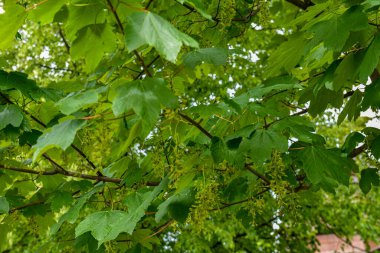 Sycamore ya da Sycamore Maple olarak bilinen Acer Pseudoplatanus ağacının tohum ve yapraklarıyla dallar..