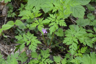 Geranium Robertianum tarlada yetişiyor, makro. Herb Robert çiçekleri ve yeşil yapraklar..