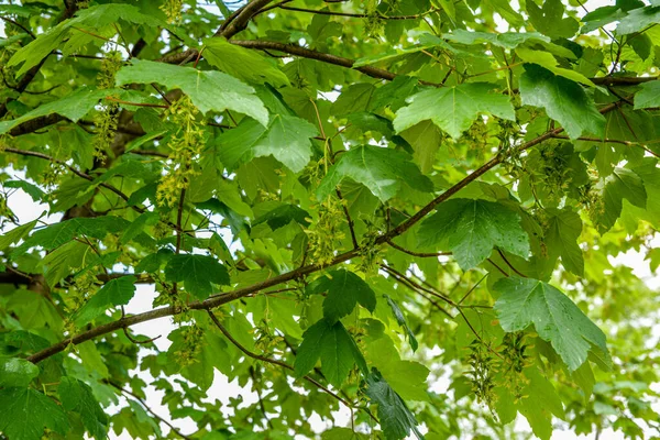 Ветви Семенами Листьями Acer Pseudoplatanus Дерево Известное Sycamore Sycamore Клен — стоковое фото