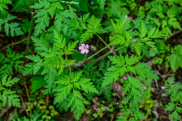 Geranium Robertianum Növekvő Területen Makró Herb Robert Virágok Zöld Levelek — Stock Fotó