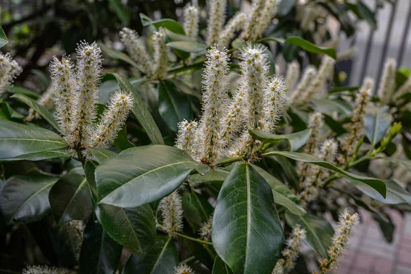 Cherry Laurel Common Laurel Prunus Laurocerasus Laurocerasus Officinalis Flowers Leaves — Stock Photo, Image