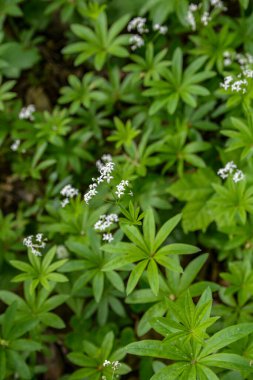 Galium odoratum (tatlı ahşap veya tatlı kokulu yatak örtüsü), Rubiacea familyasına ait uzun ömürlü bir bitkidir. Woodruff 'un beyaz çiçekleri - şifalı bitkiler - galyum kokulu .
