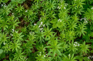 Galium odoratum (tatlı ahşap veya tatlı kokulu yatak örtüsü), Rubiacea familyasına ait uzun ömürlü bir bitkidir. Woodruff 'un beyaz çiçekleri - şifalı bitkiler - galyum kokulu .