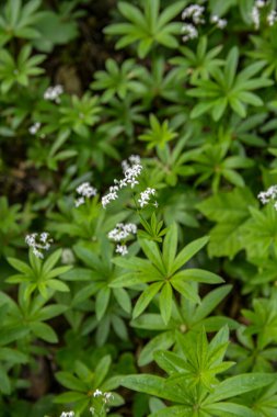 Galium odoratum (tatlı ahşap veya tatlı kokulu yatak örtüsü), Rubiacea familyasına ait uzun ömürlü bir bitkidir. Woodruff 'un beyaz çiçekleri - şifalı bitkiler - galyum kokulu .
