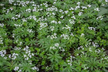 Galium odoratum (tatlı ahşap veya tatlı kokulu yatak örtüsü), Rubiacea familyasına ait uzun ömürlü bir bitkidir. Woodruff 'un beyaz çiçekleri - şifalı bitkiler - galyum kokulu .