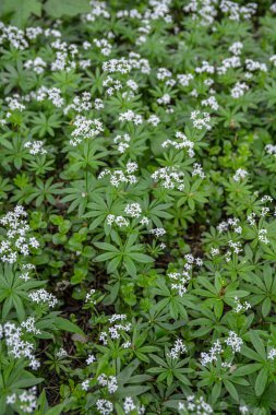 Galium odoratum (tatlı ahşap veya tatlı kokulu yatak örtüsü), Rubiacea familyasına ait uzun ömürlü bir bitkidir. Woodruff 'un beyaz çiçekleri - şifalı bitkiler - galyum kokulu .