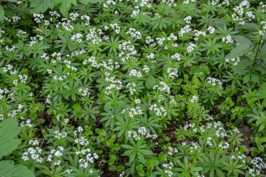 Galium odoratum (tatlı ahşap veya tatlı kokulu yatak örtüsü), Rubiacea familyasına ait uzun ömürlü bir bitkidir. Woodruff 'un beyaz çiçekleri - şifalı bitkiler - galyum kokulu .