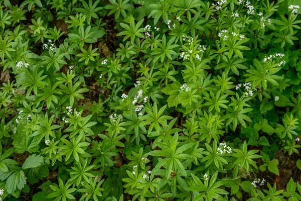 Galium Odoratum Een Plant Uit Grassenfamilie Rubiaceae Een Familie Van — Stockfoto