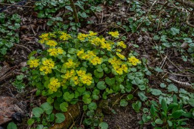 Yumuşak kenarlı, çiçek açan Golden Saxifrage Chrysosplenium alternifolium. Seçici odaklanma. İyileştirici özelliği var. Sarı pınar Küçük çiçekler.