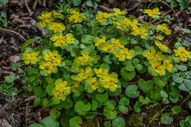 Yumuşak kenarlı, çiçek açan Golden Saxifrage Chrysosplenium alternifolium. Seçici odaklanma. İyileştirici özelliği var. Sarı pınar Küçük çiçekler.