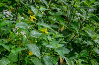 Dokunma bana balsam ya da sarı balsam değil - Impatiens noli-tangere - kanarya sarısı çiçekleri asılı, kırmızı lekeli boğaz kıvrımlı bir çıkıntı şeklinde et sapları, tırtıklı yapraklar
