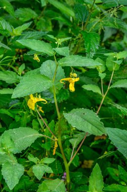 Dokunma bana balsam ya da sarı balsam değil - Impatiens noli-tangere - kanarya sarısı çiçekleri asılı, kırmızı lekeli boğaz kıvrımlı bir çıkıntı şeklinde et sapları, tırtıklı yapraklar