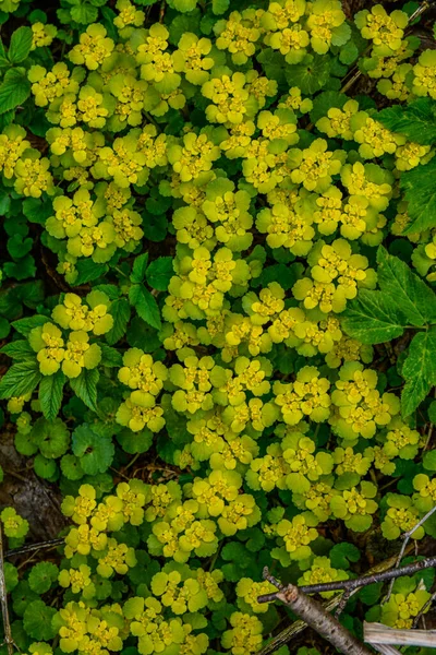 Kwitnący Złoty Saksofon Chrysosplenium Alternifolium Miękkimi Brzegami Wybiórcze Skupienie Właściwości — Zdjęcie stockowe