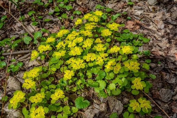 ゴールデンサキシフラージュクリソプレニウムの代替品を柔らかいエッジで開花させます 選択的フォーカス 治癒力がある 黄色い春小花 — ストック写真