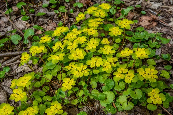 Virágzó Arany Szaxifrázs Chrysosplenium Alternifolium Puha Szélekkel Szelektív Fókusz Gyógyító — Stock Fotó