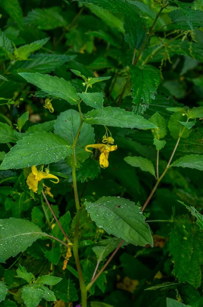 Touch Balsam Yellow Wild Balsam Impatiens Noli Tangere Hanging Canary — Stock Photo, Image