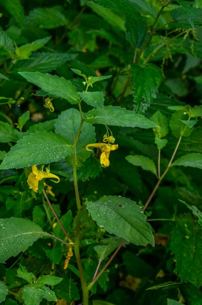 Touch Bálsamo Bálsamo Salvaje Amarillo Impatiens Noli Tangere Con Flores —  Fotos de Stock