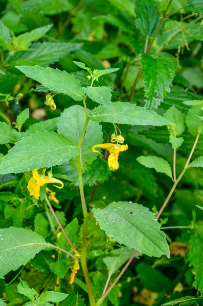 Touch Bálsamo Bálsamo Salvaje Amarillo Impatiens Noli Tangere Con Flores —  Fotos de Stock